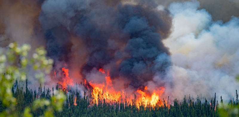 A forest engulfed in flames. Smoke from wildfires can have harmful effects on your eyes, causing irritation and potential long-term damage.
